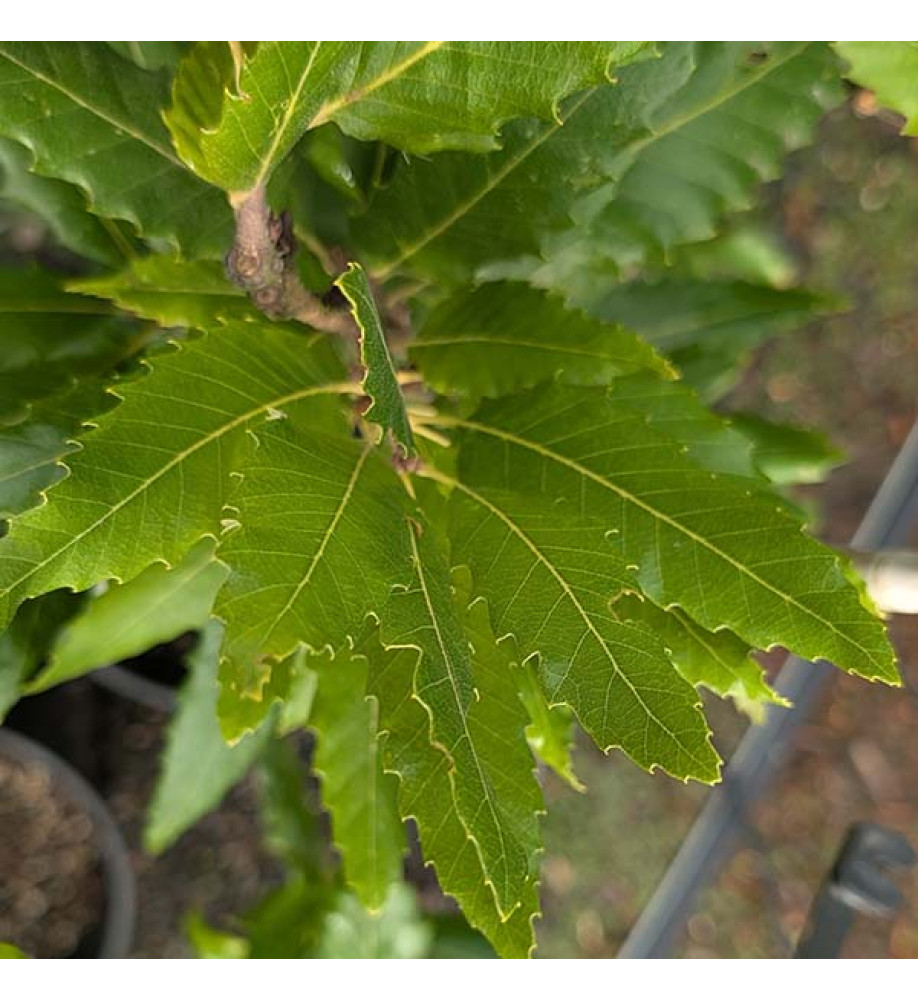 Quercus castaneifolia Green Spire (7lt) Quercus castaneifolia Green Spire (7lt)