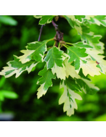 Quercus cerris Argenteovariegata (12lt)