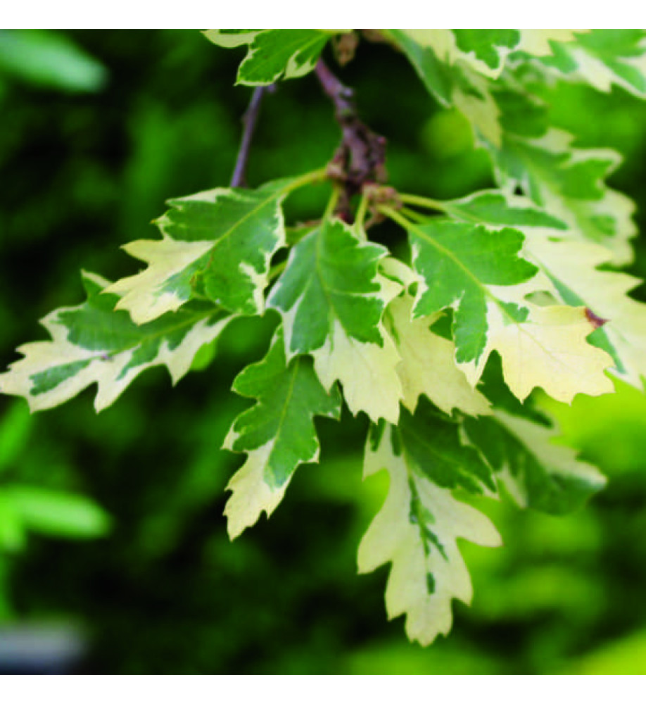Quercus cerris Argenteovariegata (12lt)