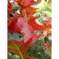 Quercus coccinea Splendens (5lt)