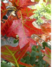 Quercus coccinea Splendens (5lt)