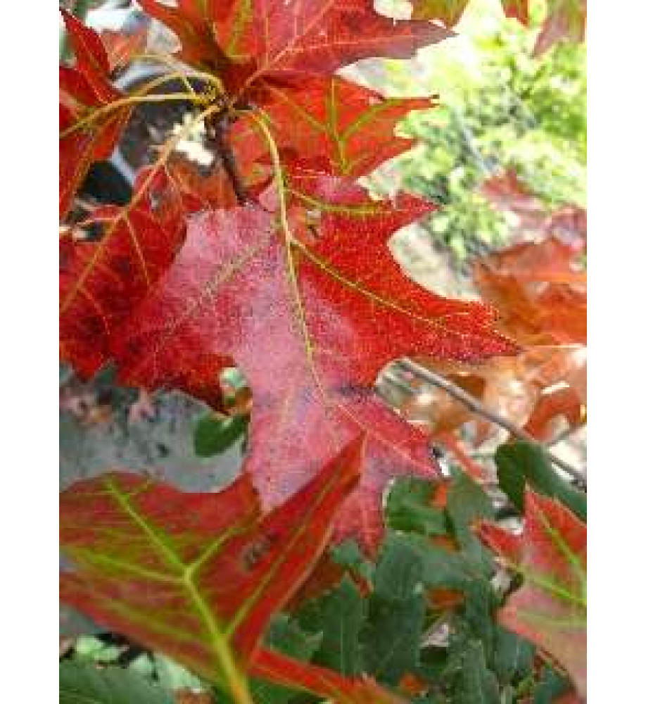 Quercus coccinea Splendens (5lt)