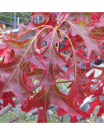 Quercus coccinea Splendens (5lt)