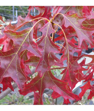 Quercus coccinea Splendens (10lt)