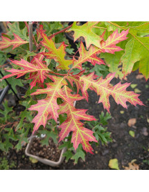 Quercus coccinea Splendens (5lt)
