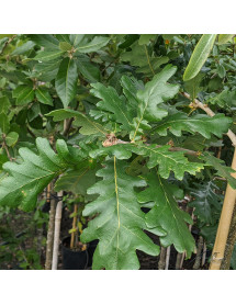 Quercus frainetto (7lt)