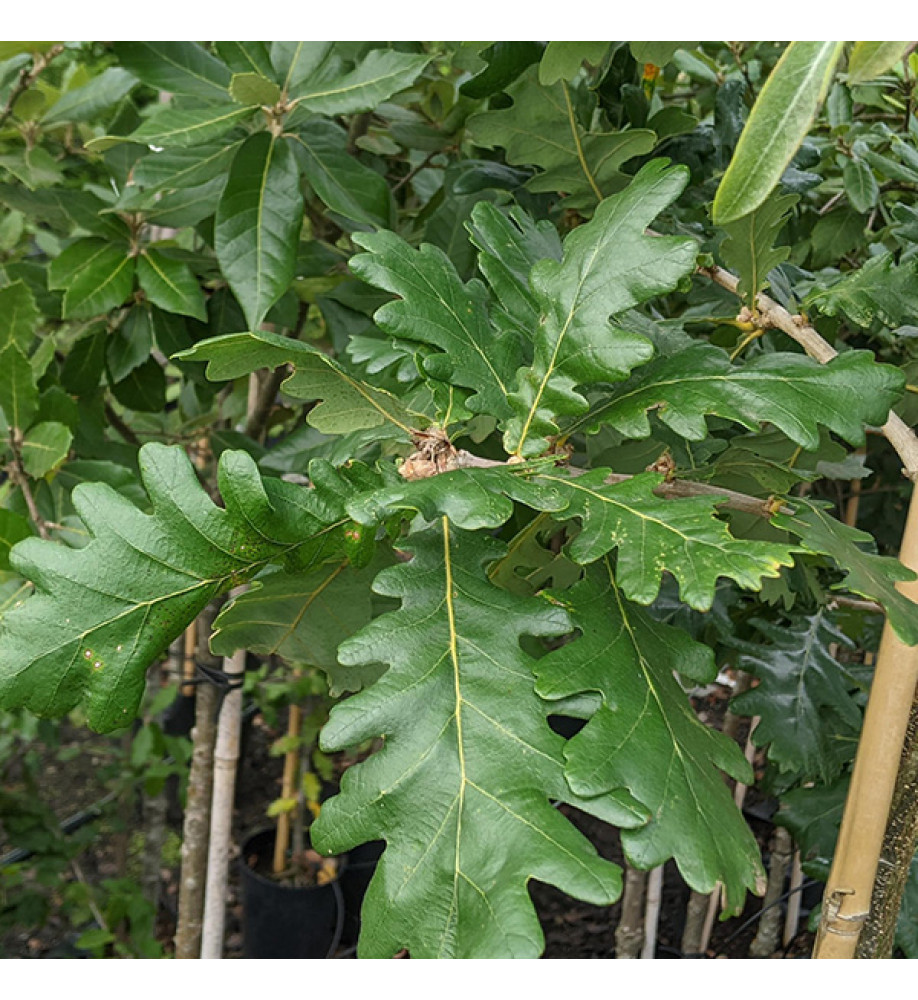 Quercus frainetto (7lt)