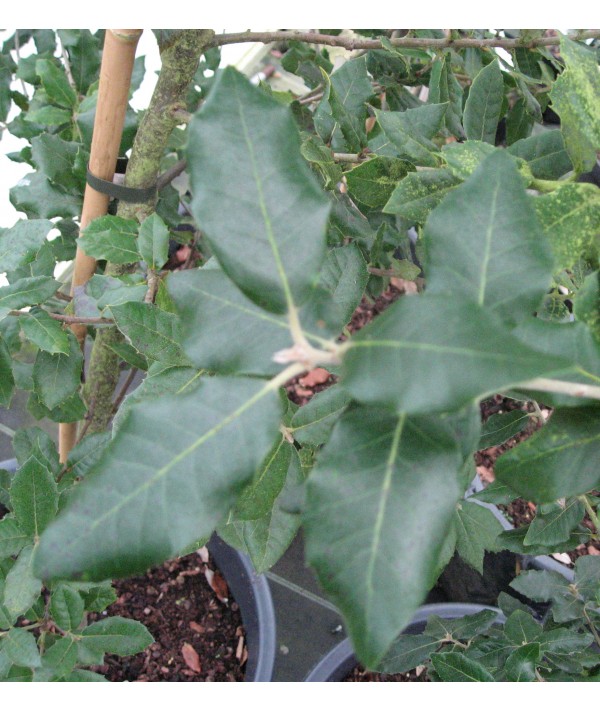 Quercus ilex (4lt)