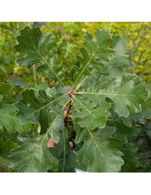 Quercus macrocarpa (7lt)