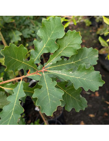 Quercus macrocarpa (7lt) Quercus macrocarpa (7lt)