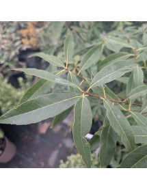 Quercus myrsinifolia (12lt airpot)