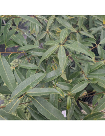 Quercus myrsinifolia (12lt airpot)