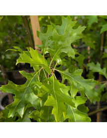 Quercus palustris (12lt airpot) Quercus palustris (12lt airpot)