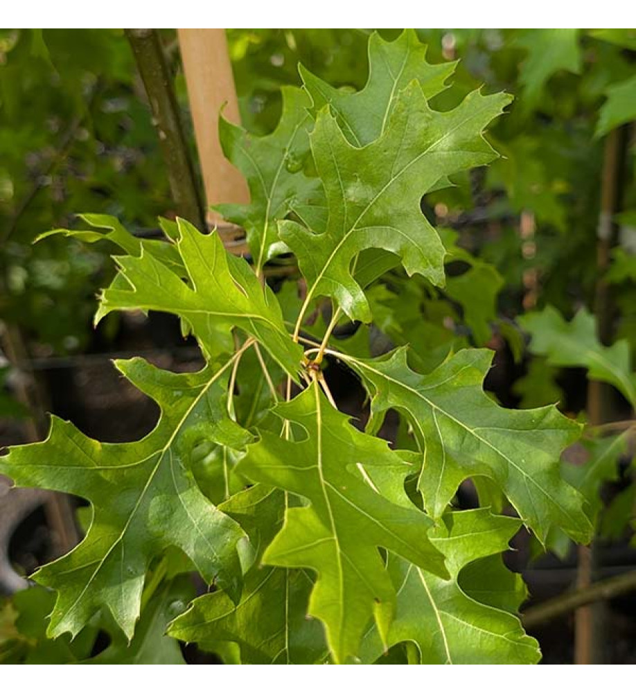 Quercus palustris (12lt airpot) Quercus palustris (12lt airpot)