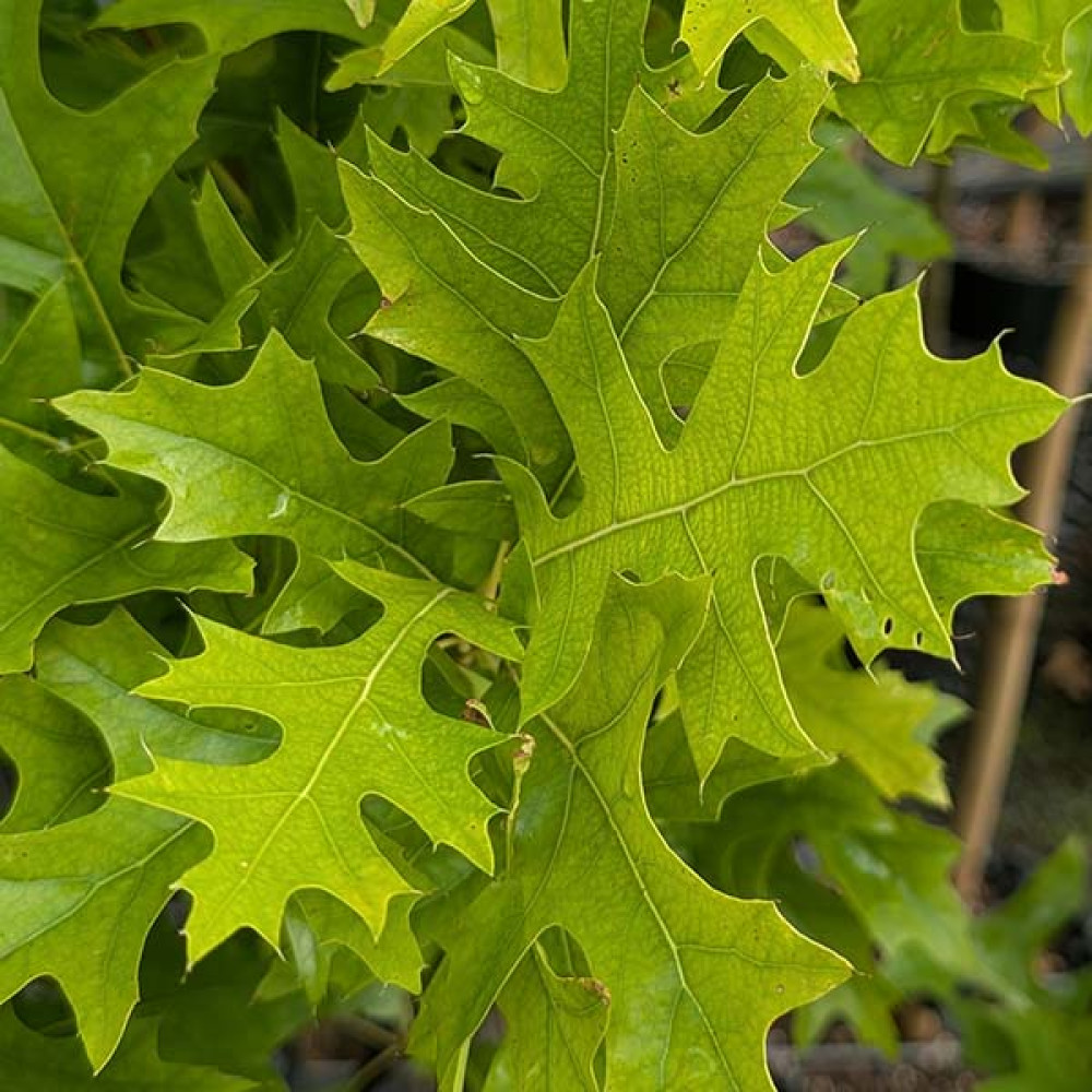 Quercus palustris Green Pillar (7lt)