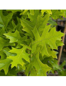 Quercus palustris Green Pillar (7lt) Quercus palustris Green Pillar (7lt)