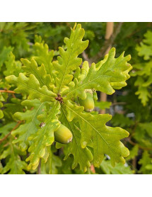 Quercus petraea (12lt) Quercus petraea (12lt)