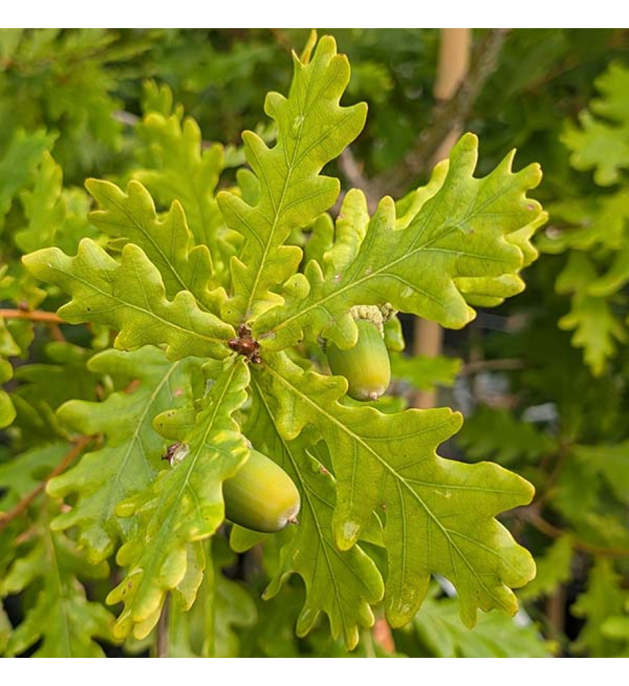 Quercus petraea (12lt) Quercus petraea (12lt)