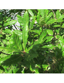 Quercus x turneri Pseudoturneri (12lt)