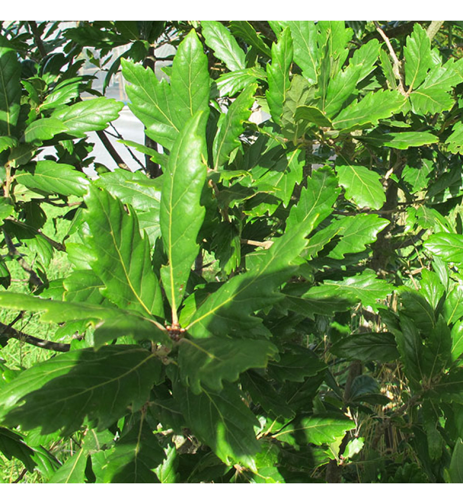 Quercus x turneri Pseudoturneri (12lt)