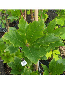 Quercus x warei Regal Prince (Long) (17.5lt)