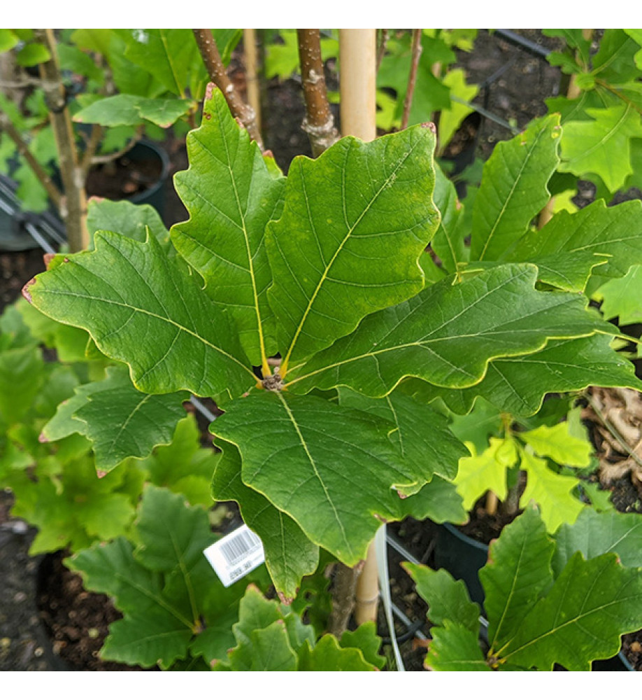 Quercus x warei Regal Prince (Long) (17.5lt)