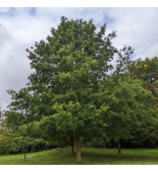 Quercus robur (0.9-1.2m bare root)