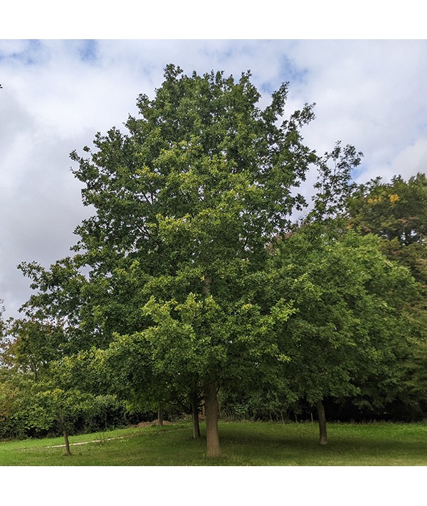Quercus robur (10lt)