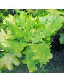 Quercus robur Concordia (7lt) Quercus robur Concordia (7lt)