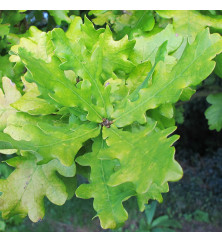 Quercus robur Concordia (7lt)