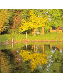 Quercus robur Concordia (7lt)