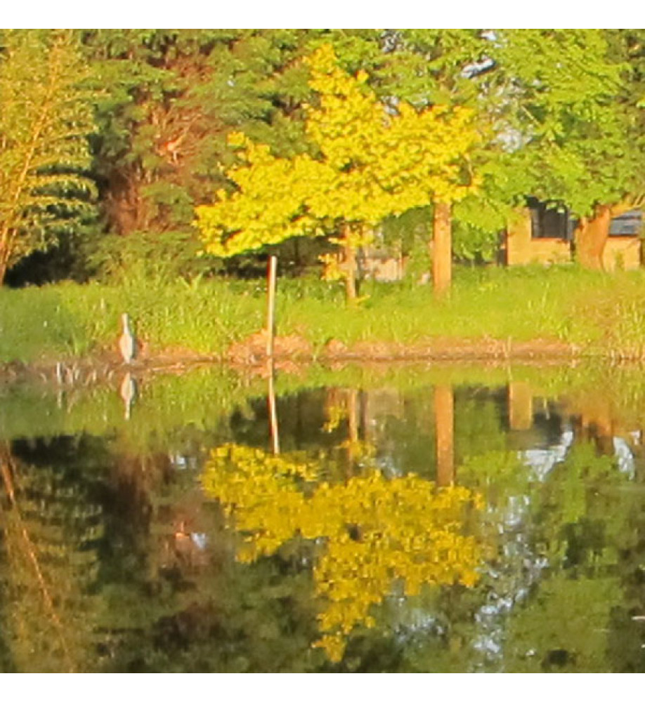 Quercus robur Concordia (7lt)