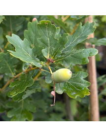 Quercus robur fastigiata Koster (7lt) Quercus robur fastigiata Koster (7lt)
