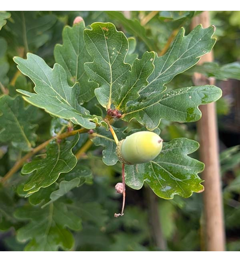 Quercus robur fastigiata Koster (7lt) Quercus robur fastigiata Koster (7lt)