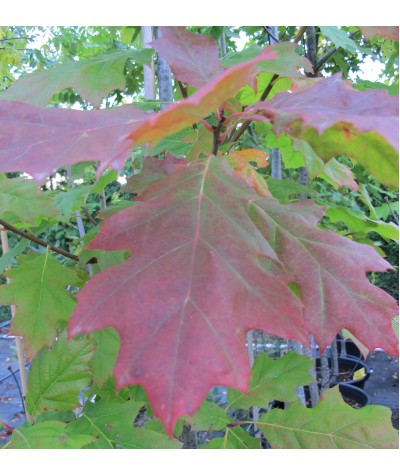 Quercus rubra (13.5lt)