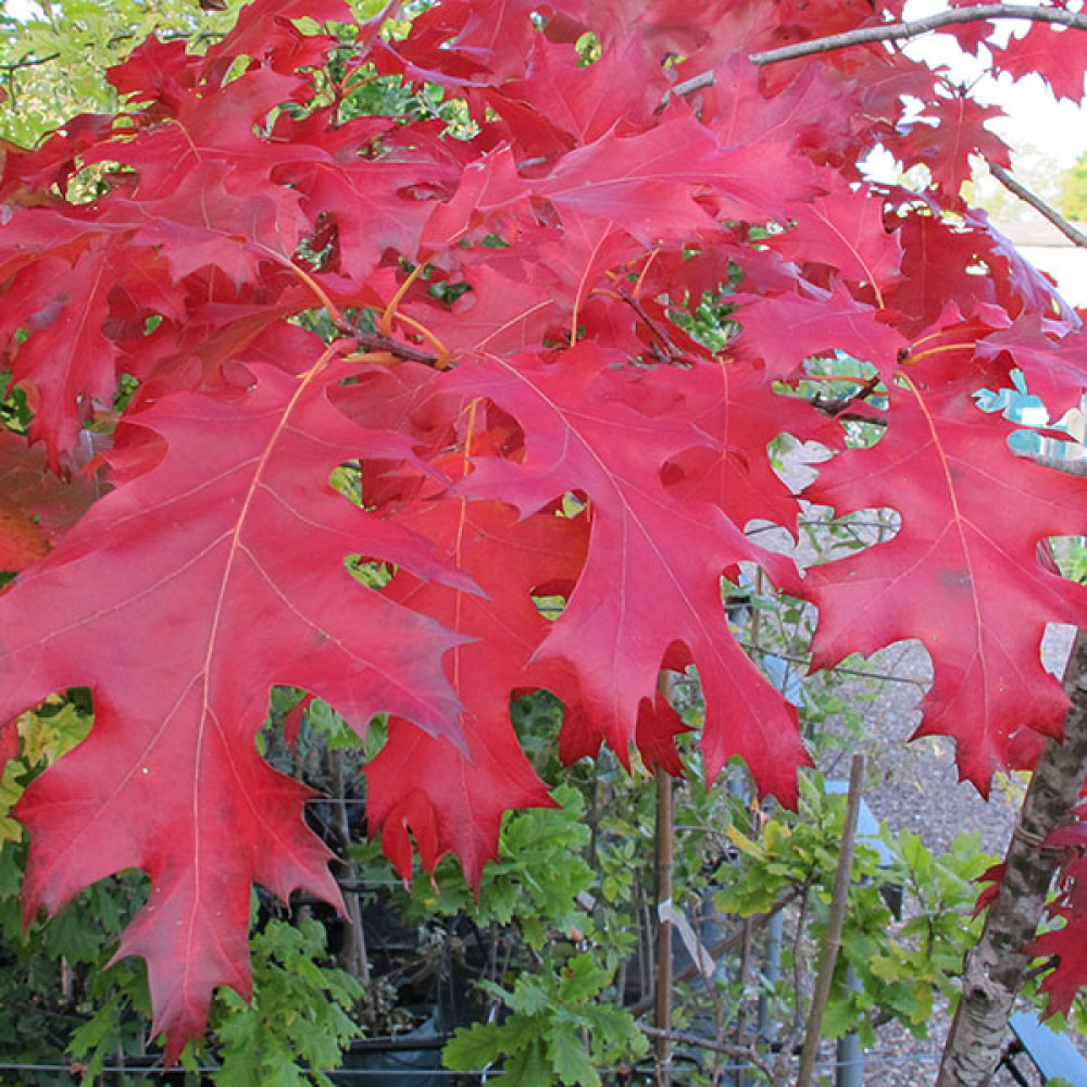 Quercus rubra (12lt airpot)