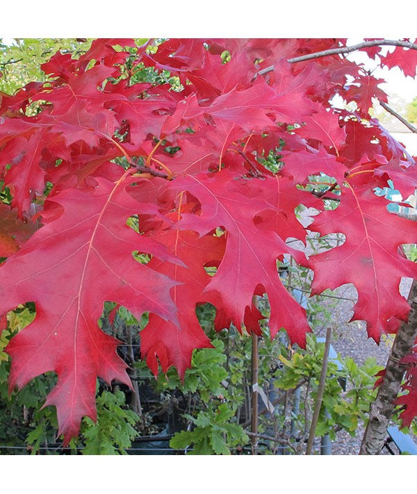 Quercus rubra (6lt)