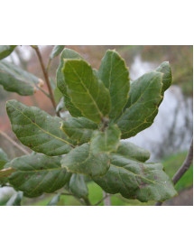 Quercus suber (10lt)