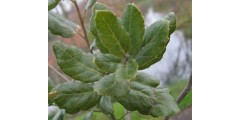 Quercus suber (25lt)