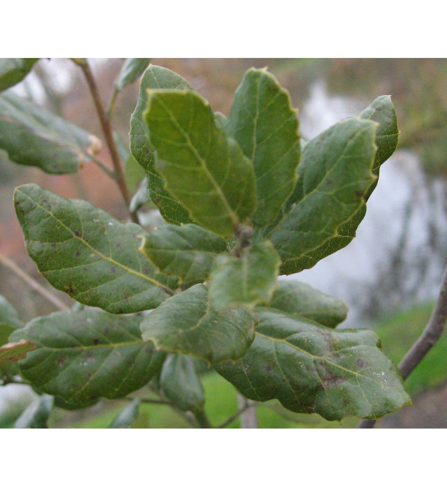 Quercus suber (10lt)