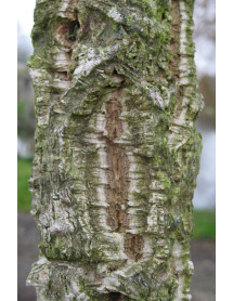 Quercus suber (25lt) Quercus suber (25lt)