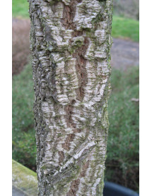 Quercus suber (10lt)
