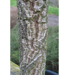 Quercus suber (10lt)