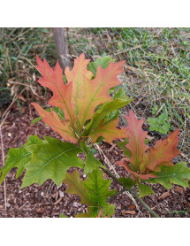 Quercus texana New Madrid (7lt)