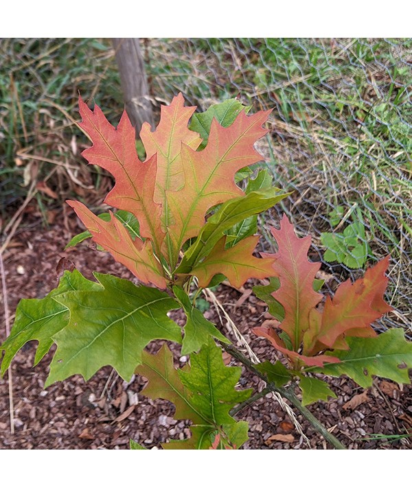 Quercus texana New Madrid (7lt)