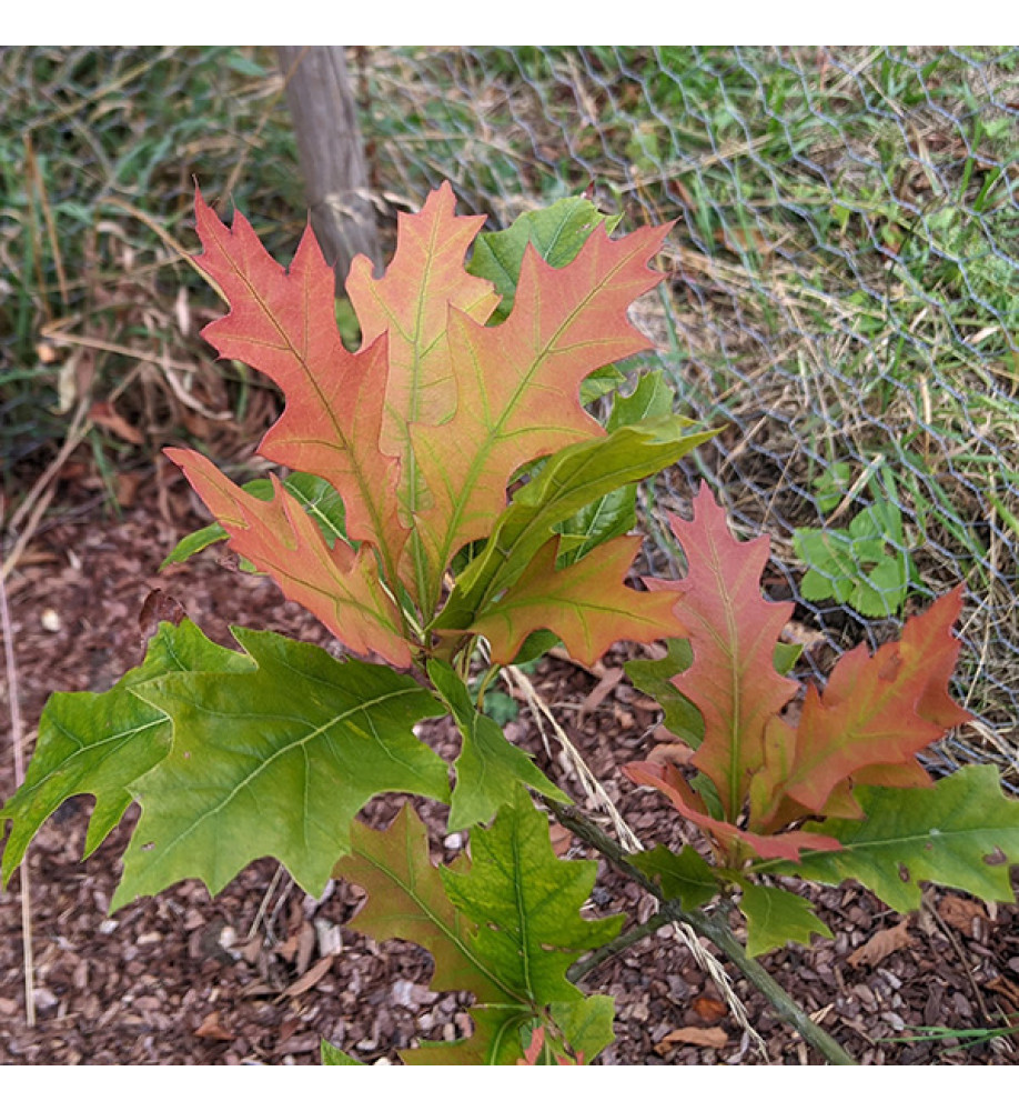 Quercus texana New Madrid (7lt)