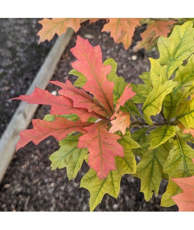 Quercus texana New Madrid (7lt)