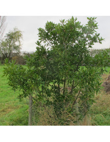 Quercus x turneri Pseudoturneri (12lt)