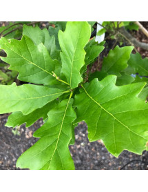 Quercus x warei Regal Prince (Long) (7lt) Quercus x warei Regal Prince (Long) (7lt)