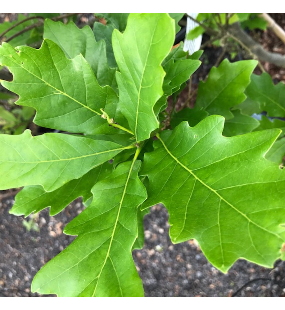 Quercus x warei Regal Prince (Long) (7lt)